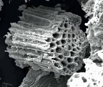 Porous microscopic structure of biochar, resembling a carbon-based sponge